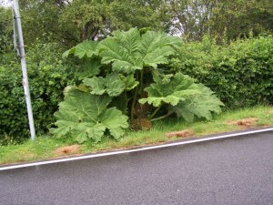 Great Gunnera