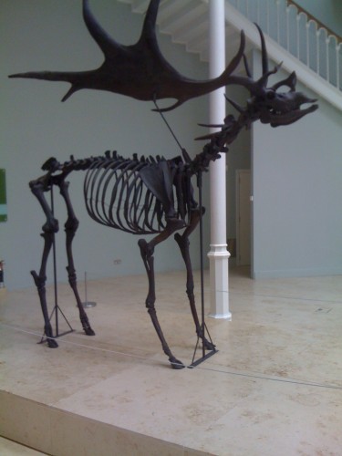 This Irish Elk has 8' (2.44m) antlers