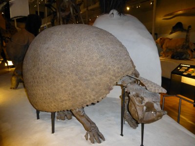 Armadillo