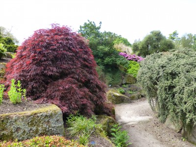 Chine Crimson Queen Maple And Cotoneaster on right