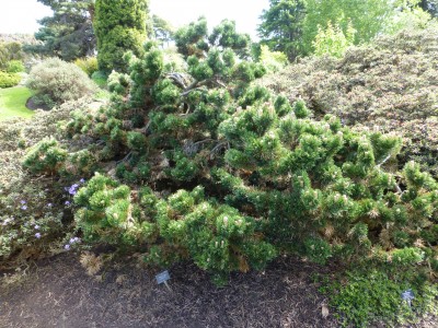Pinus Mungo