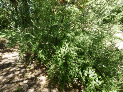 Cotoneaster conspicuus