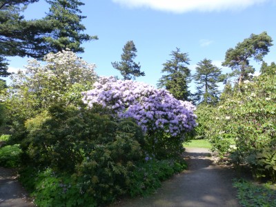 Rhododendron 