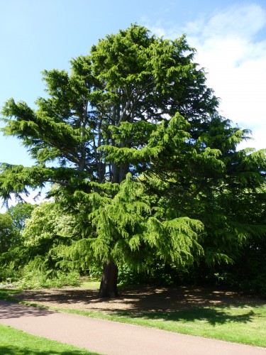 Cedar