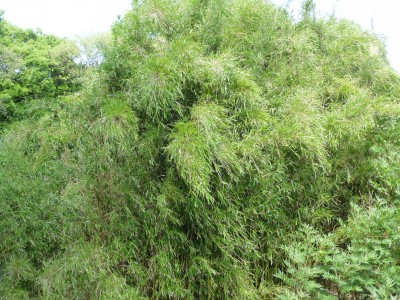 Clumping Bamboo